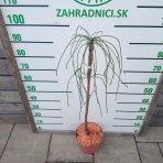 Tuja riasnatá (Thuja plicata) ´WHIPCORD´ - výška 85-100 cm, kont. C5L  - NA KMIENKU